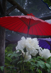 春色　ボタン　Ⅱ