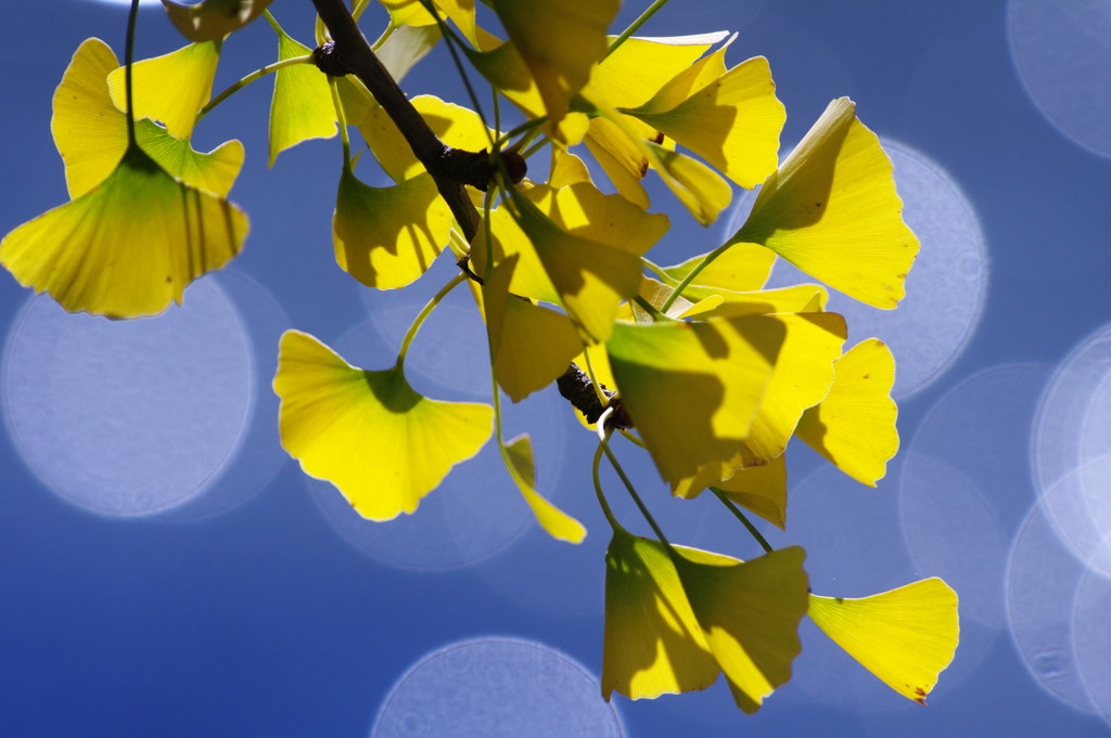 千秋楽　マルボケ　Ⅲ