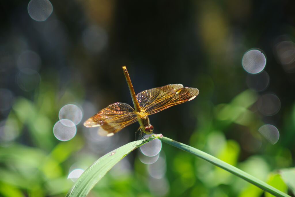 季夏　蜻蛉