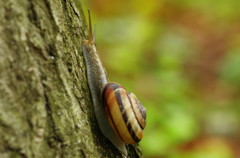 春爛漫　カタツムリ
