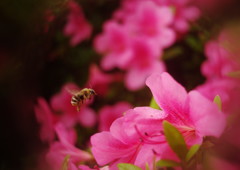 路傍　ミツバチ