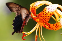 虫達を追って　クロアゲハ