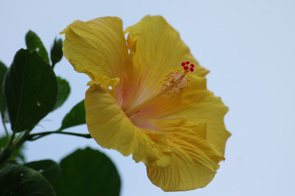 夏の花　ハイビスカス