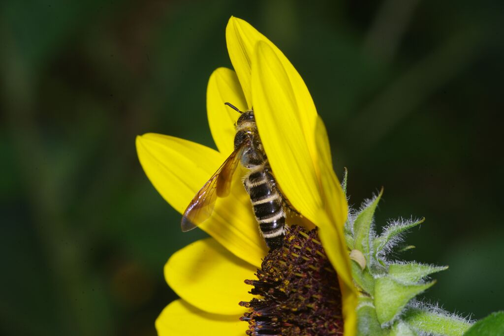 季夏　盆栽ヒマワリ