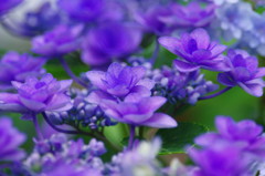 アジサイ祭り　Ⅹ