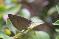 春光　ルリシジミ？　Ⅱ