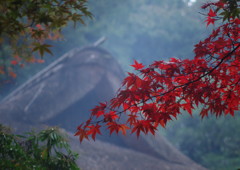 寒露　薬師池公園