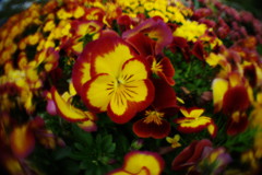 中春　パンジー