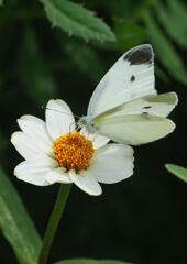 季夏　モンシロチョウ