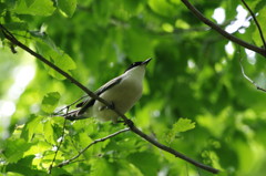 野鳥を探して　オナガ？