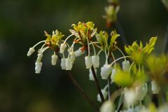 清涼　ドウダンツツジ