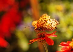ヒョウモンチョウ