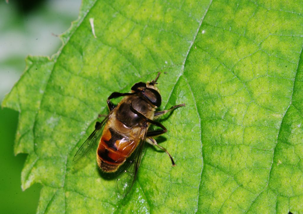 仲夏　これも蜂？　Ⅱ
