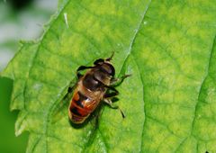 仲夏　これも蜂？　Ⅱ