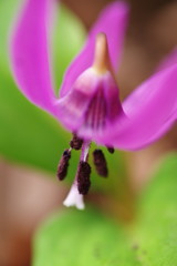 春を探して　カタクリ　Ⅴ