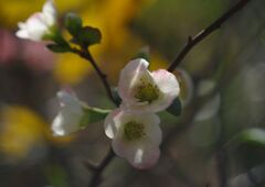 落日　木瓜　Ⅱ