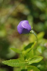 路傍　キキョウ　Ⅱ