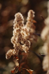 初春　セイタカアワダチソウ