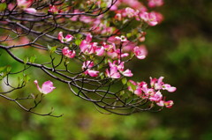 春爛漫　ハナミズキ