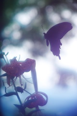 花と虫達　クロアゲハ　Ⅲ