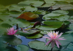 晩夏　スイレン　Ⅱ