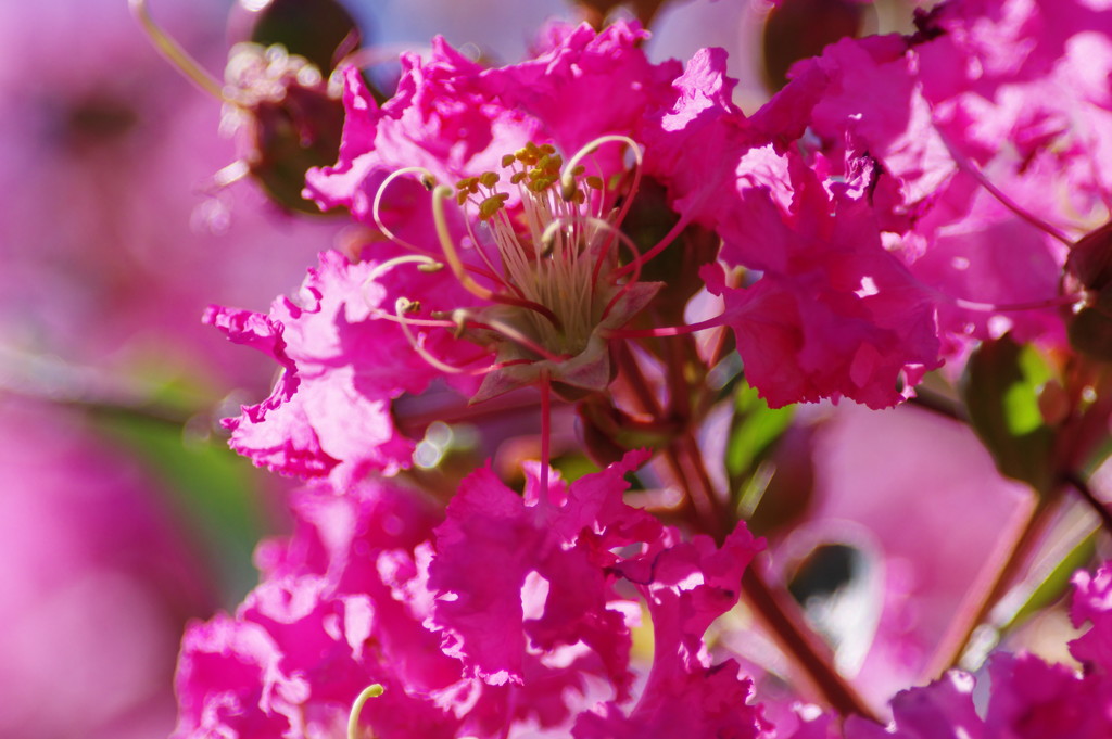 夏を探して　百日紅