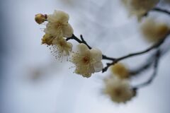 万物寒　梅