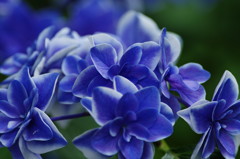 アジサイ祭り　Ⅳ