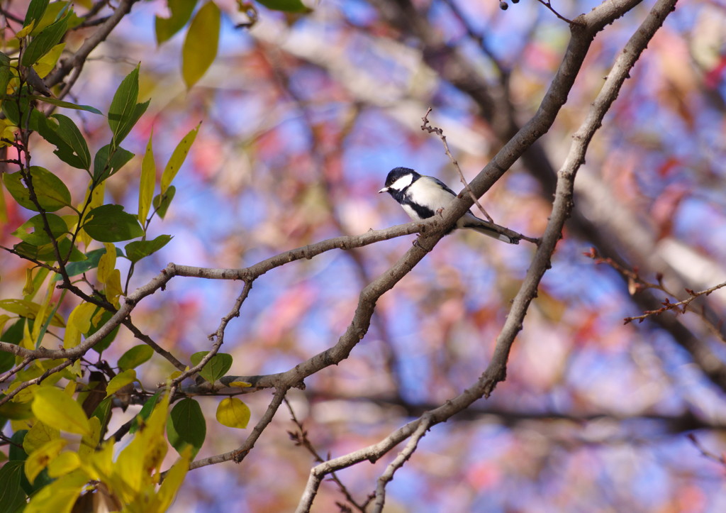 野鳥を探して　シジュウカラ