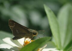 万来　セセリチョウ