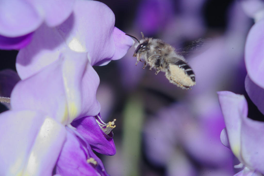 暮春　山藤にミツバチ
