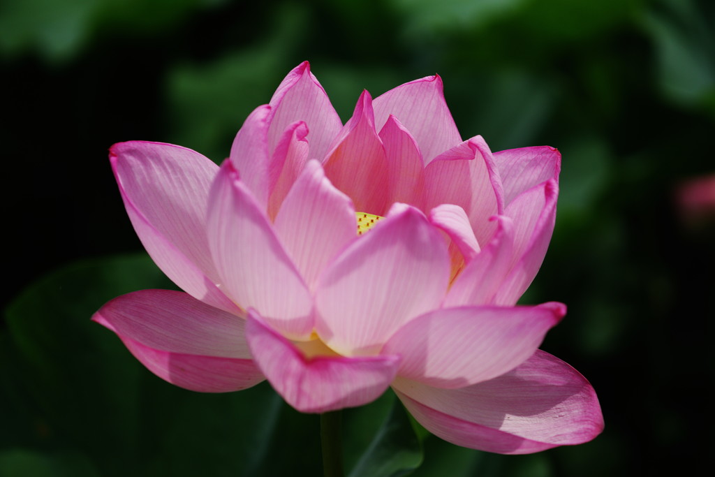 晩夏　大賀ハス　Ⅲ