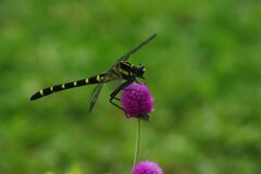 はつ夏　オニヤンマ