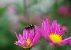 落日　菊とハエ