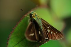 行秋　セセリチョウ