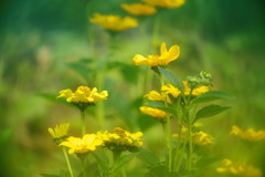 晩夏　オオハンゴンソウ？　