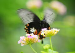 小春　クロアゲハ？