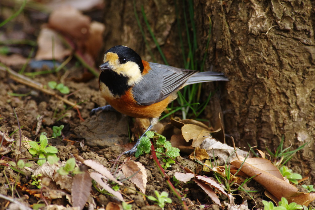 野鳥を探して　ヤマガラ