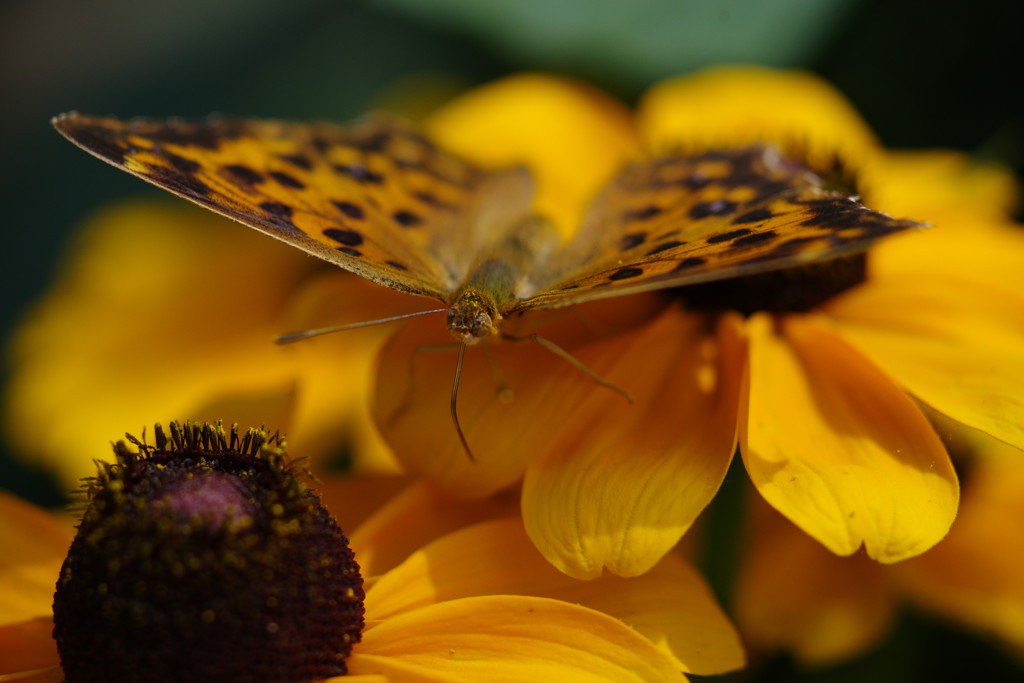 路傍　タテハチョウ　Ⅱ