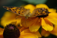 路傍　タテハチョウ　Ⅱ
