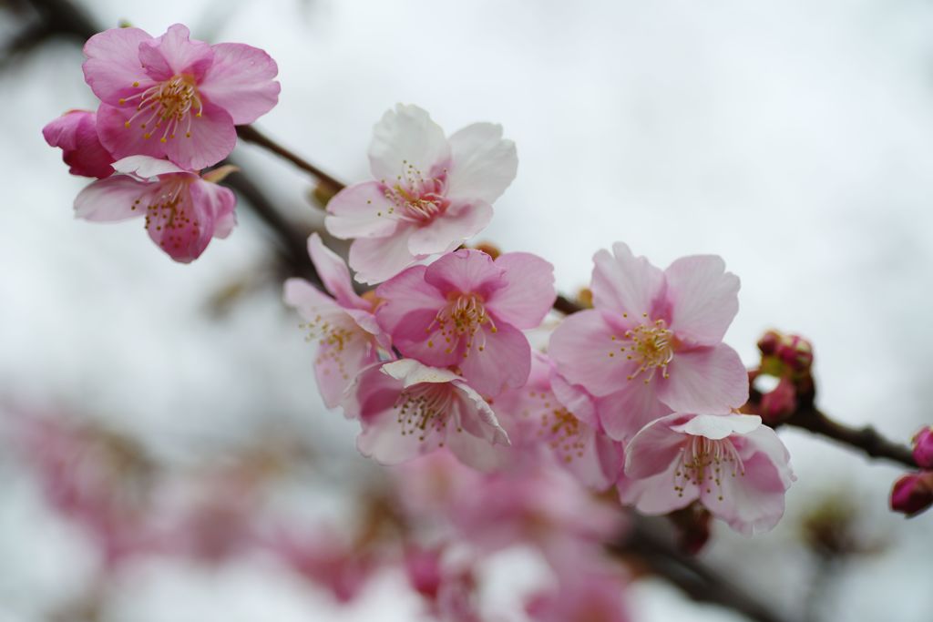 春光　桜　Ⅱ
