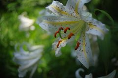 初夏　ヤマユリ　Ⅱ