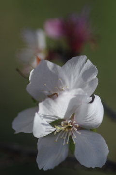 冬桜　Ⅱ