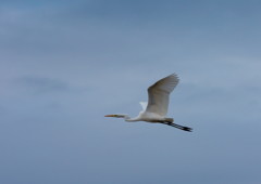 野鳥を探して　ダイサギ