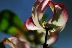 春爛漫　ハナミズキ