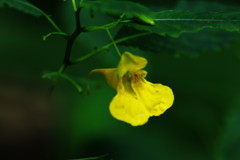 秋を探して　キツリフネ