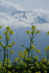 万緑　キカラシ（花の都公園）　Ⅱ