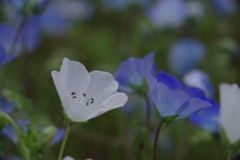 春風　ネモフィラ　Ⅱ