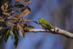 野鳥を追って　メジロ　Ⅱ