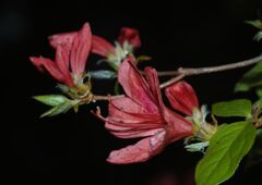 晩春　ヤマツツジ